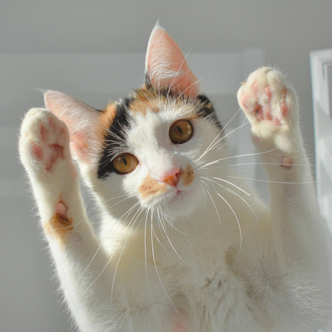 Comment choisir le bon arbre à chat pour votre intérieur