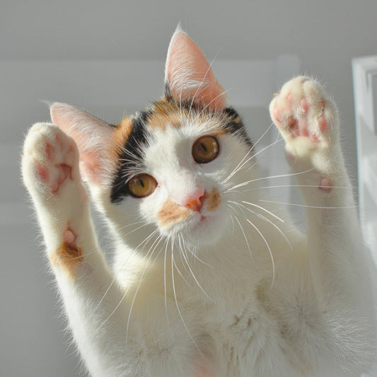 Comment choisir le bon arbre à chat pour votre intérieur