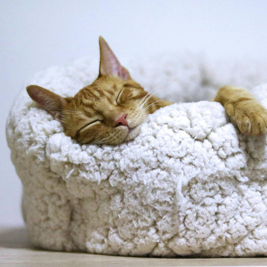Panier pour chat : comment choisir un couchage confortable