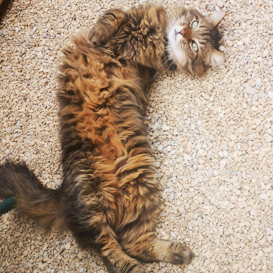 Litière autonettoyante pour chat : comment ça fonctionne et dans quels cas c’est utile