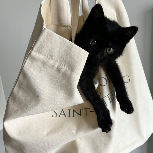 Transporter son chat : quelles solutions pour des déplacements plus simples