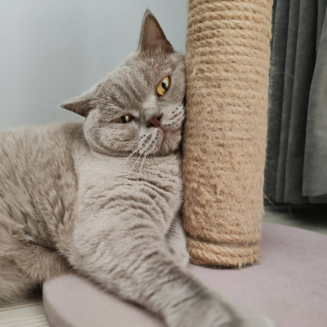 Pourquoi un griffoir est important pour votre chat en intérieur