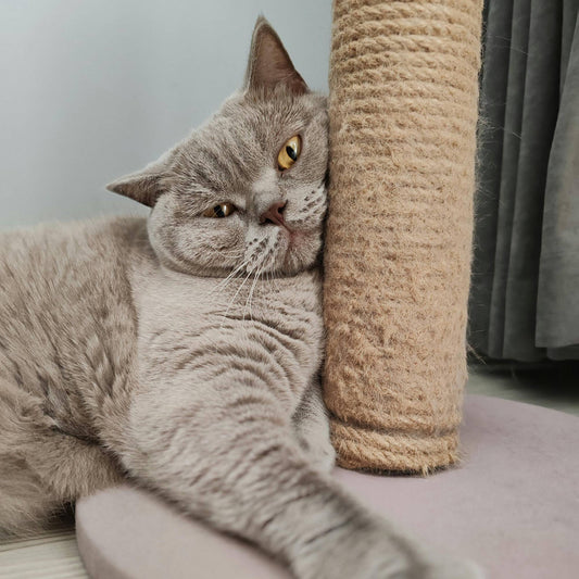 Pourquoi un griffoir est important pour votre chat en intérieur